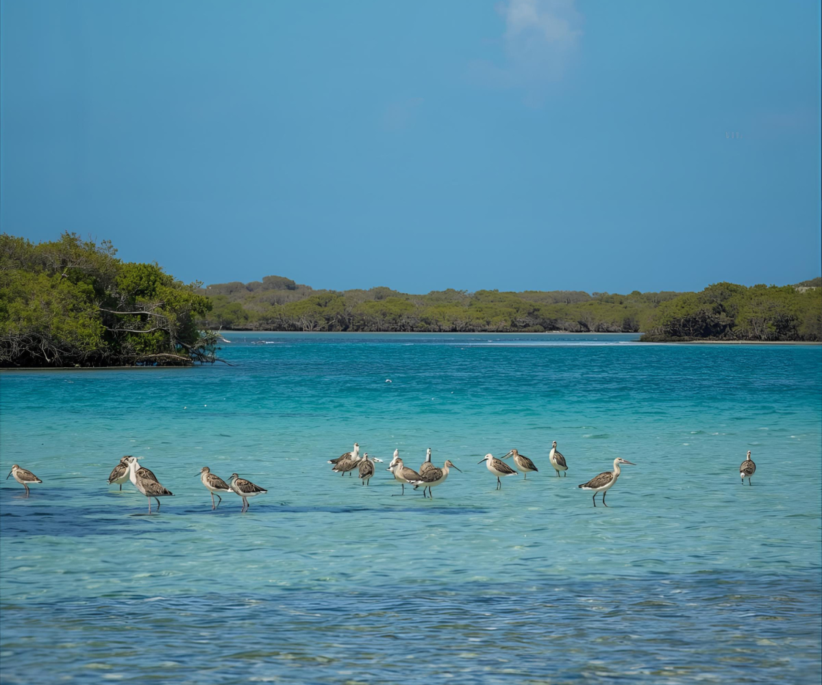 things to do in cape coral